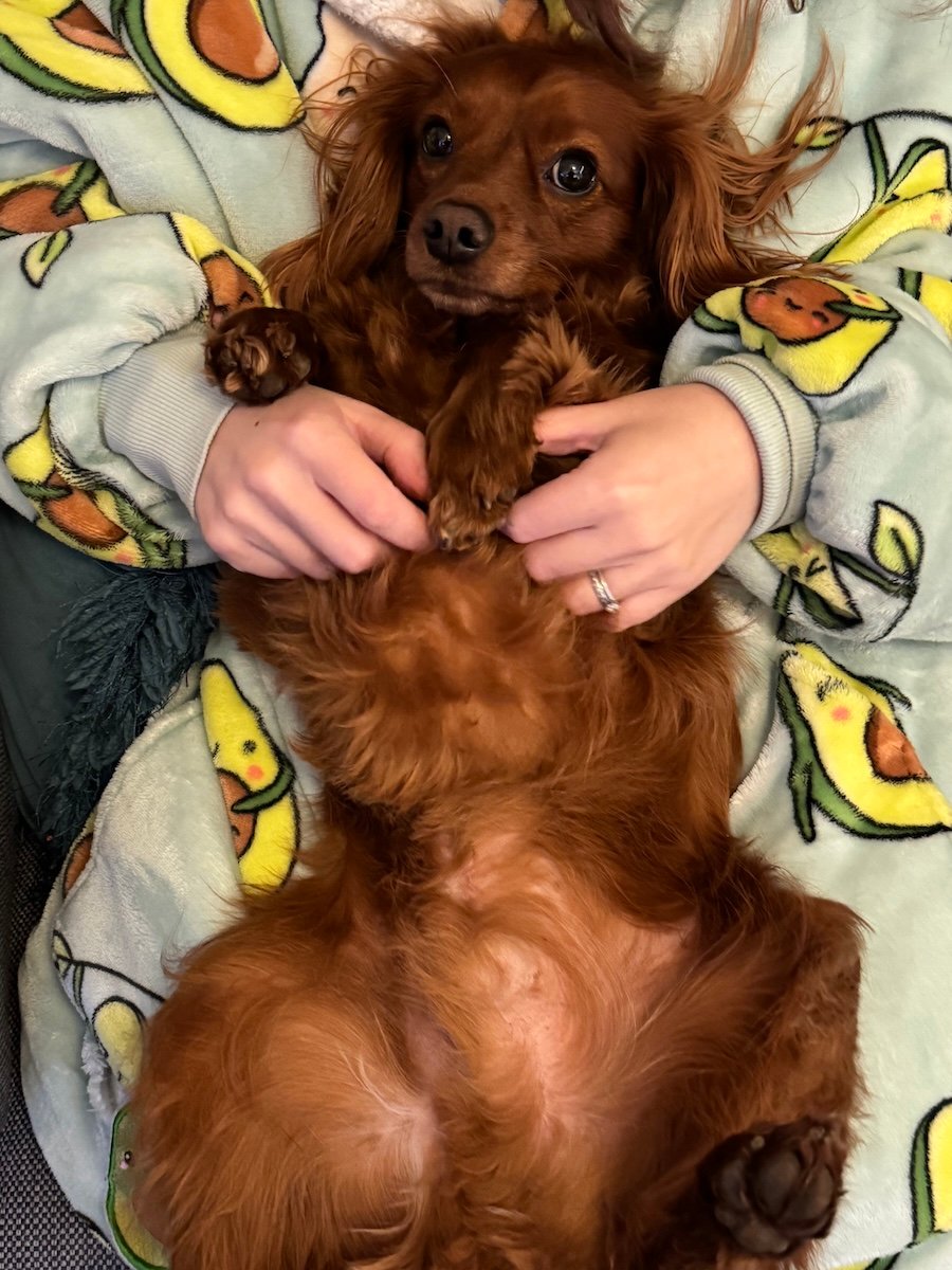 A cute dog sprawled on a lap.