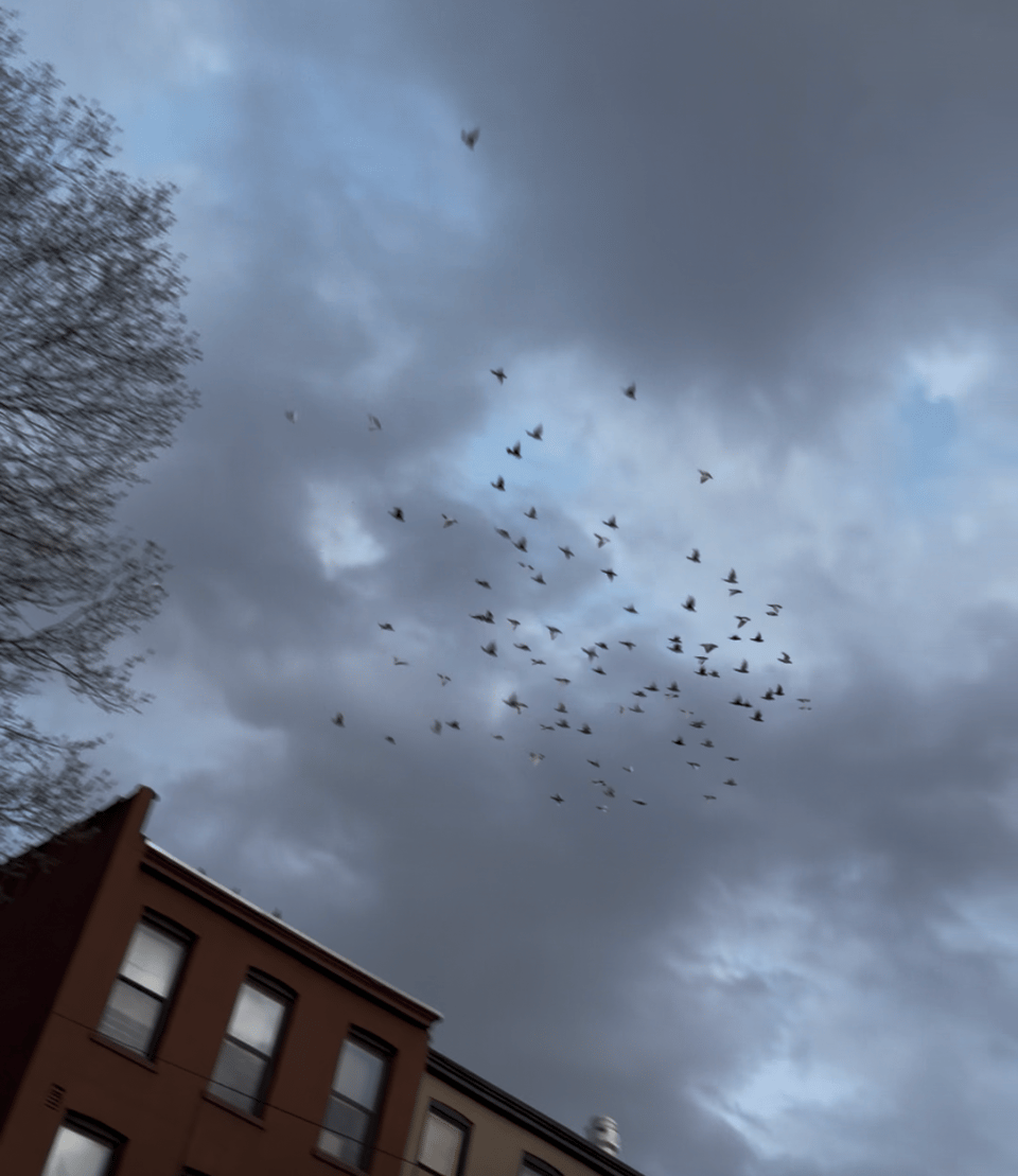 a screenshot of a video of pigeons flying in a circle against a cloudy sky