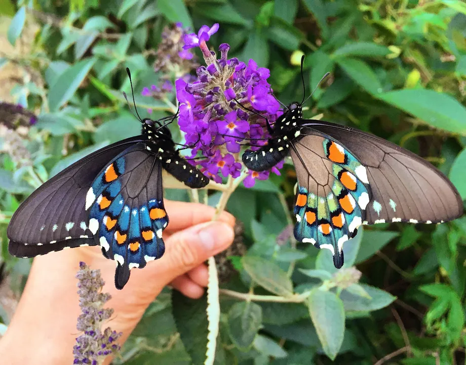 Two pipevine butterflies sitting on a purple flower. They have their wings lifted up close together over their backs, so you can see the underside colors. The colors are bright blue and deep blue interspersed with spots of bright orange and white