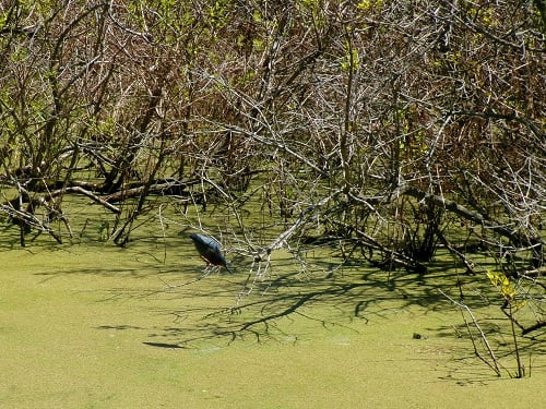 a green heron perched on a branch over green water, staring intently into the water for fish. it's a small greenish heron with a dark purple neck which is scrunched up into its body in this shot