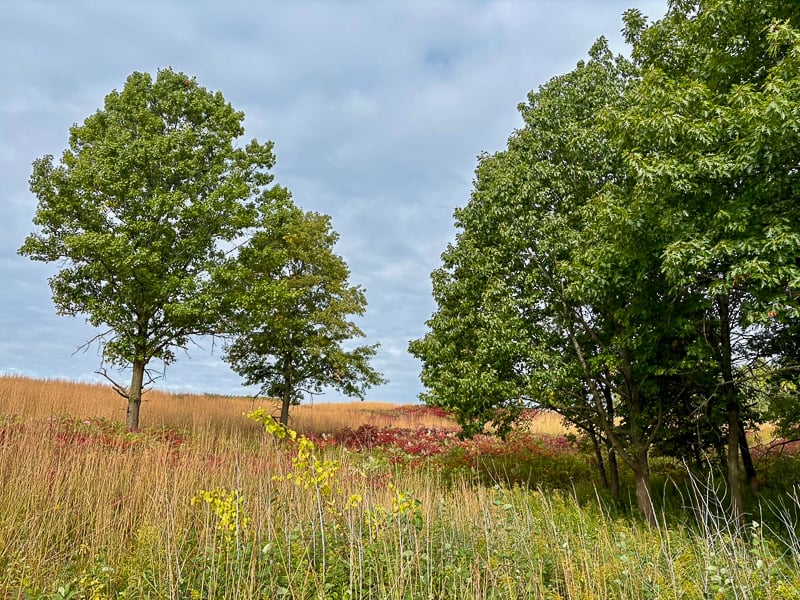 A section of oak savanna along the Hiking Club Trail at Frontenac State Park. / Photo by Brian Henkel