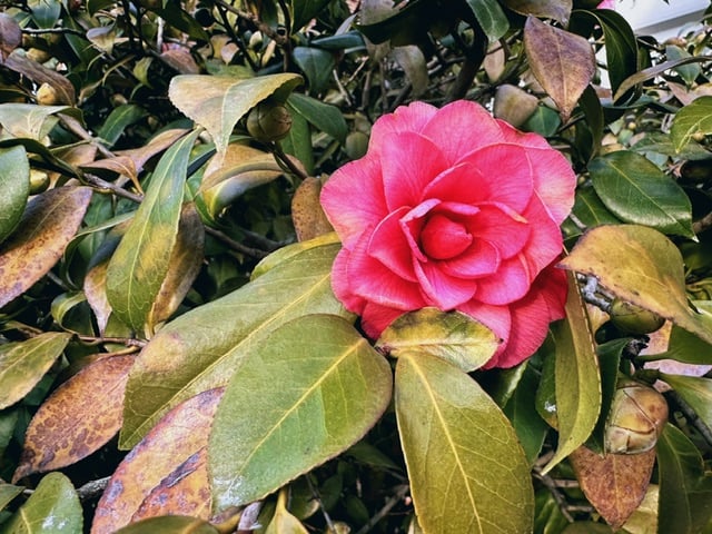 a pink camellia flower, you can see some wind-burned leaves from last season
