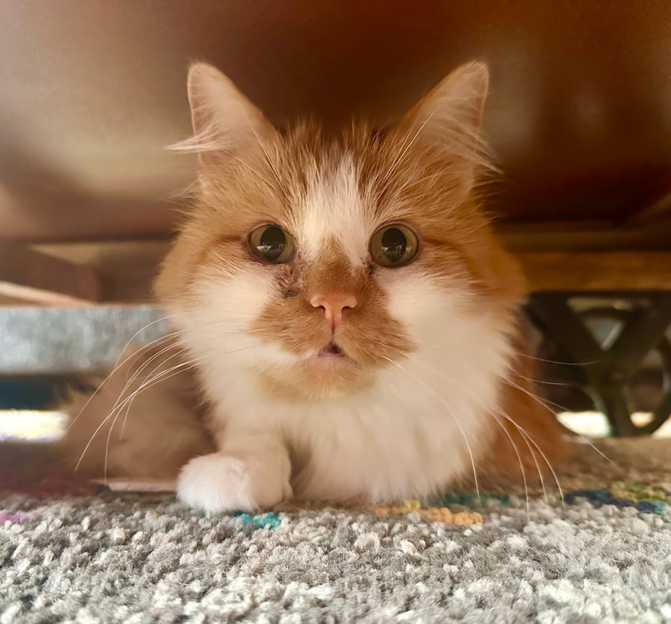 A fluffy orange and white cat hiding under a coffee table