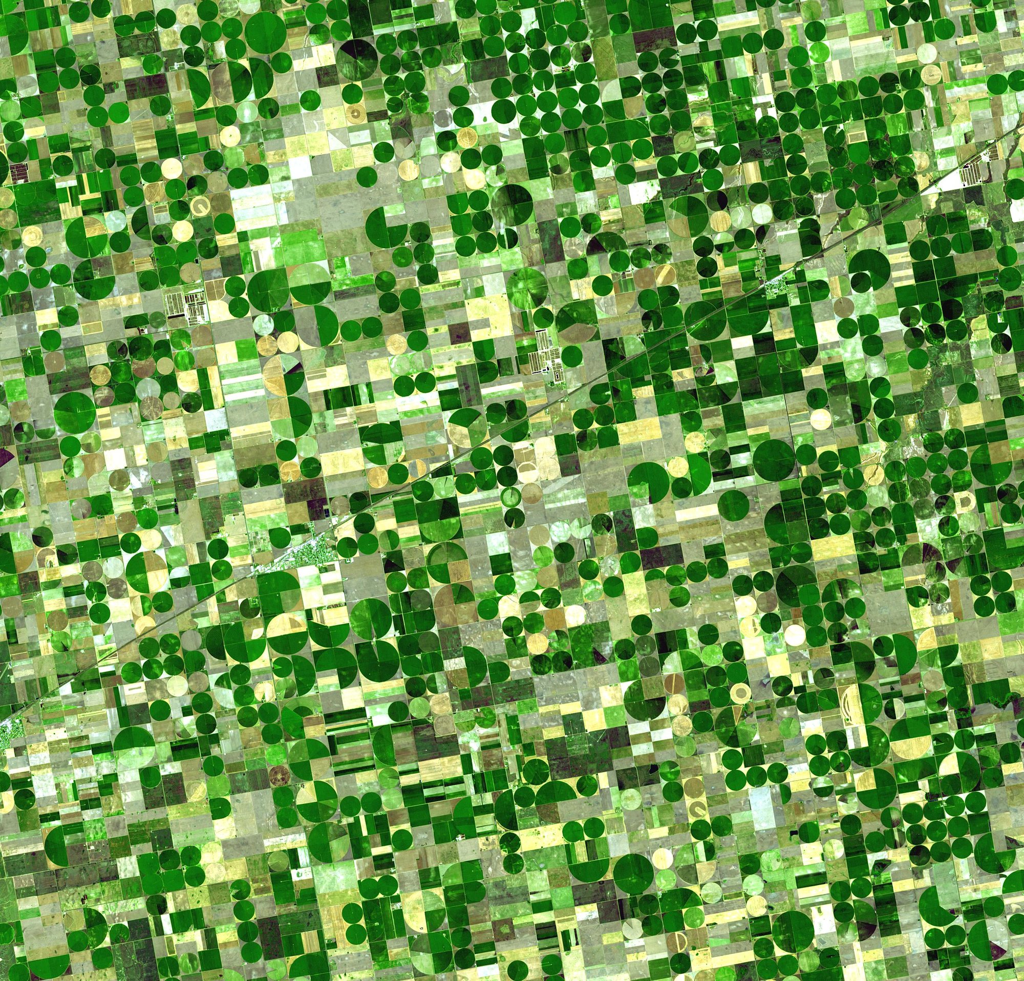 Satellite image of crops growing in Kansas, United States. Healthy, growing crops are green. Corn would be growing into leafy stalks by late June (when this photo was taken). Sorghum, which resembles