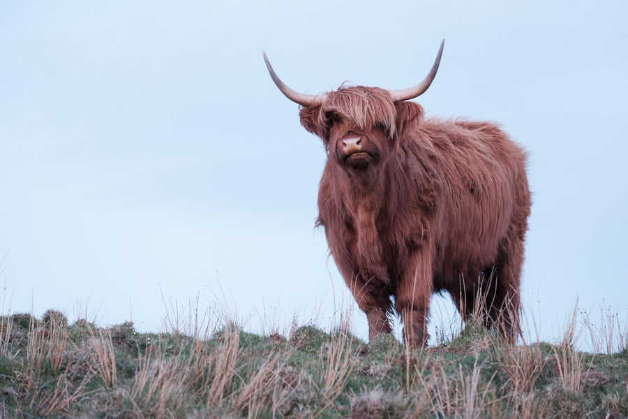 13 - Highland cow looking.jpg