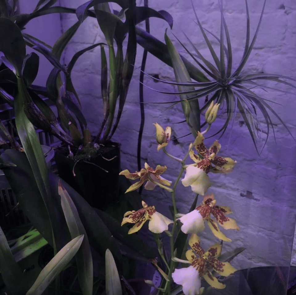 A tall yellow and purple speckled orchid.