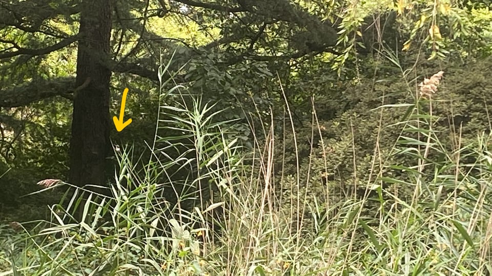 a photo of some foliage with a tiny hummingbird perched on a reed, with a yellow arrow indicating a hummingbird