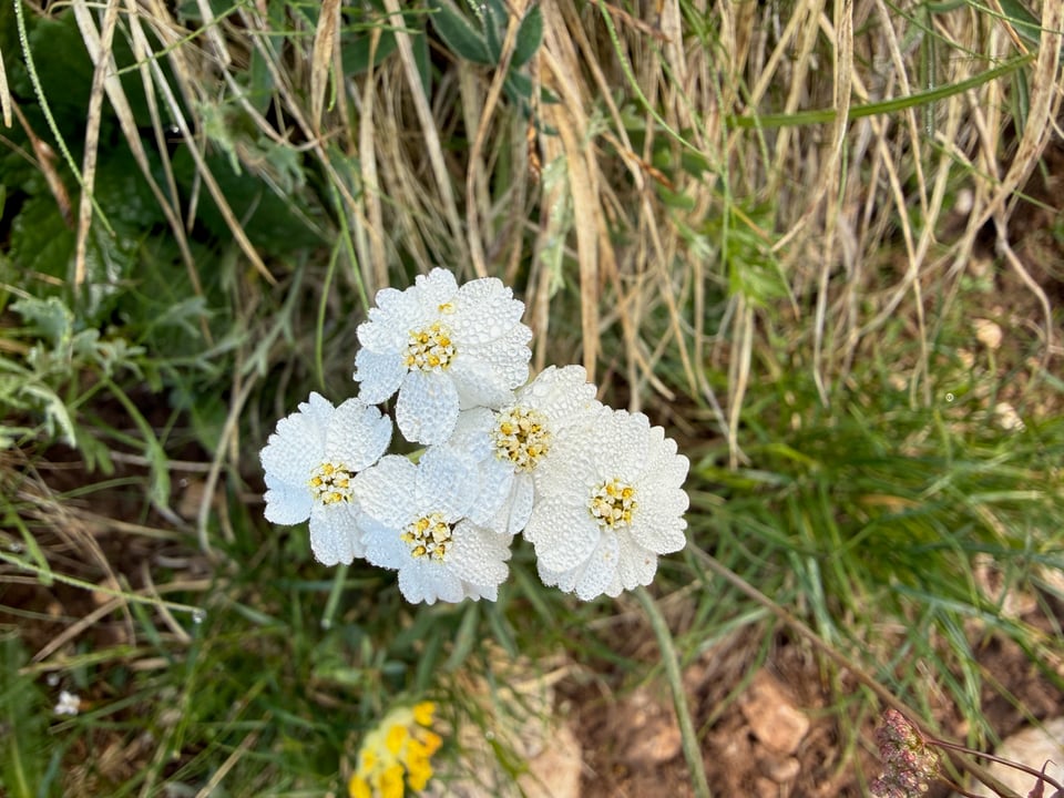 tiny white flowers with raindrops