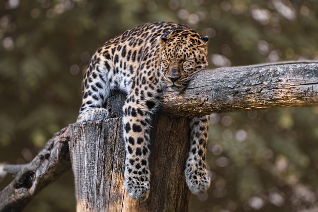 a sleepy jaguar napping on top of a wooden fence post in a zoo in what might be late afternoon light