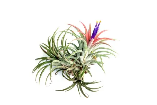 an air plant