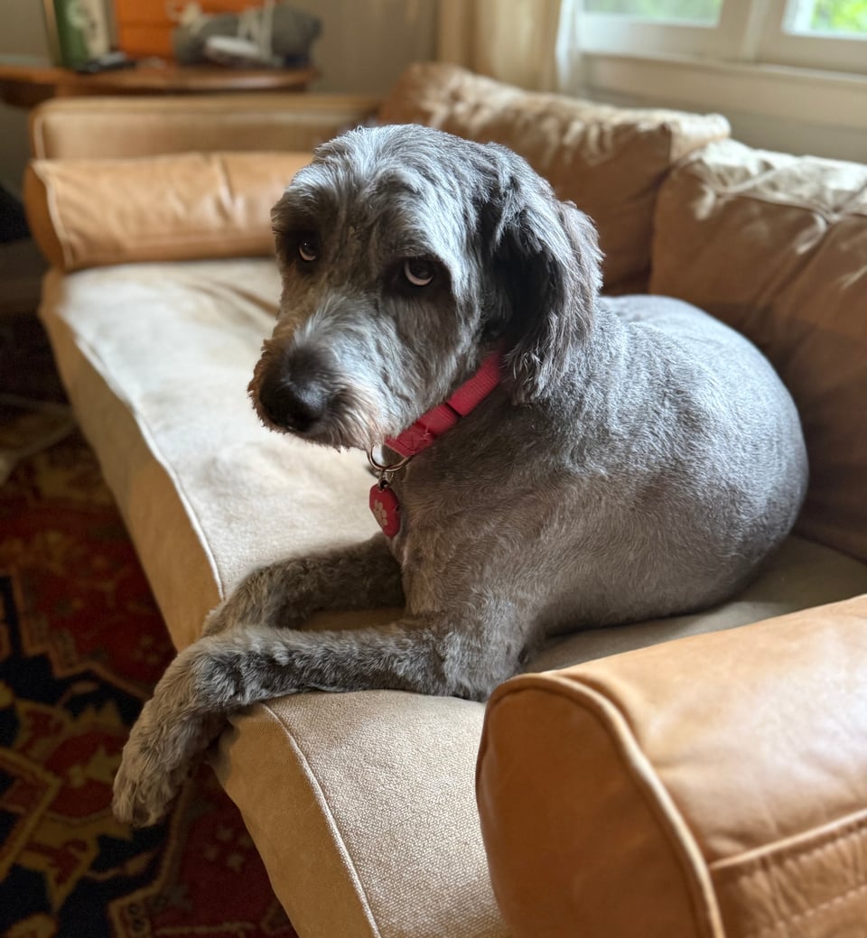Photo of gray Aussiedoodle on a light-brown leather sofa. She has been recently groomed and has a short, velvety coat, and she is looking up at the camera slightly, in a not-so-happy way.