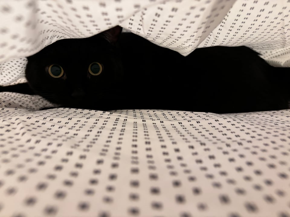 adorable black cat peering between bed sheets 