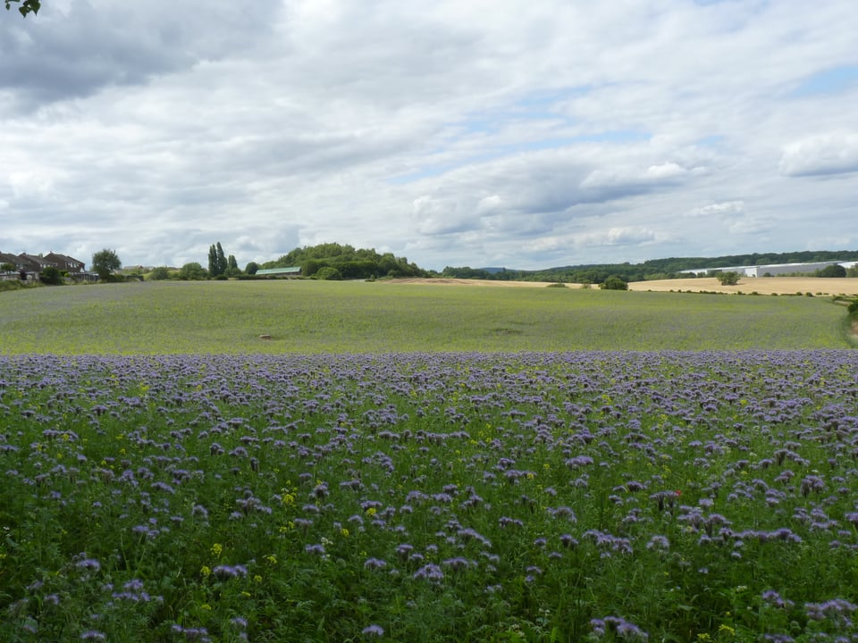 Farmland at Handsworth Hall Farm (2025)