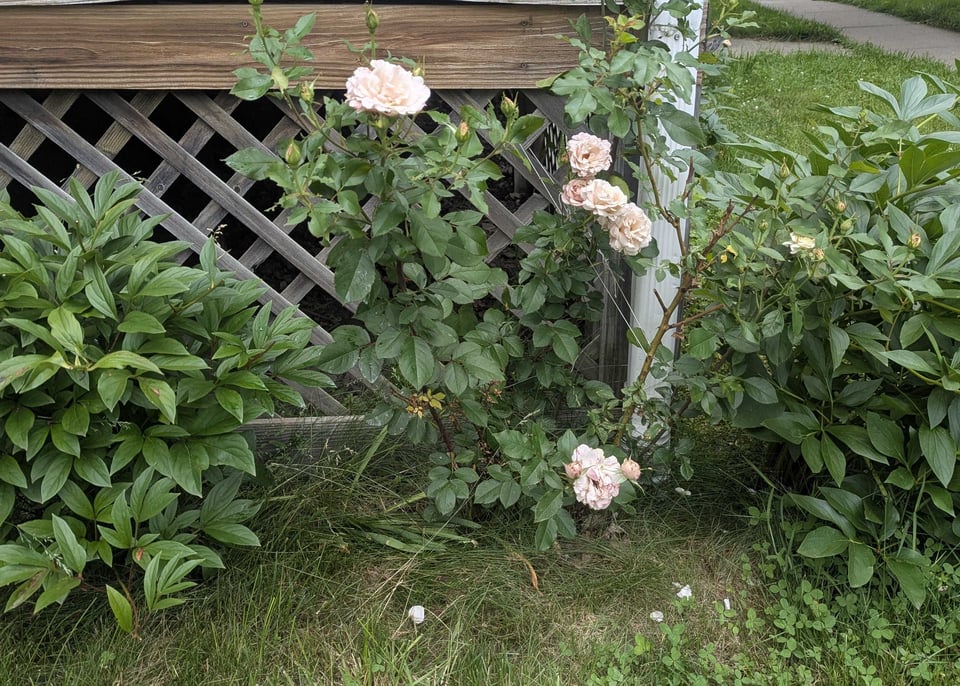A rosebush with five very very light pink blooms and many more buds, between two peonies.