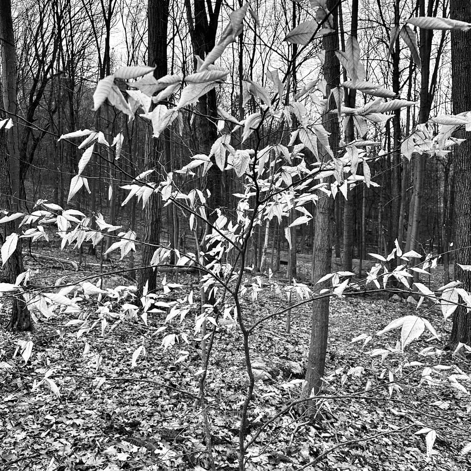 B/W photo of a little tree in the middle of a forest. While all the other trees are bare, this one still has many withered, white leaves