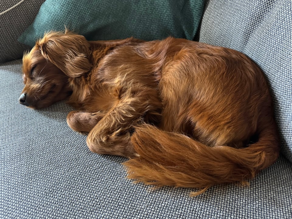 Radio is curled up asleep on the sofa.