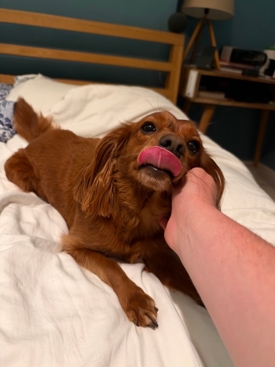 A cute dog with his tongue out.