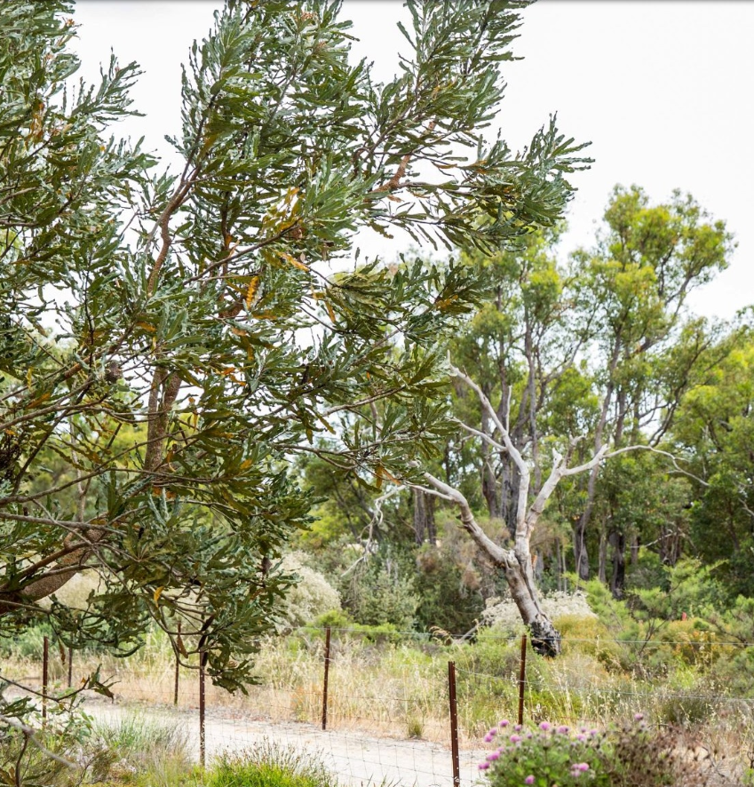 Snippet of a photograph from the Jirdarup Walks With Friends event link.