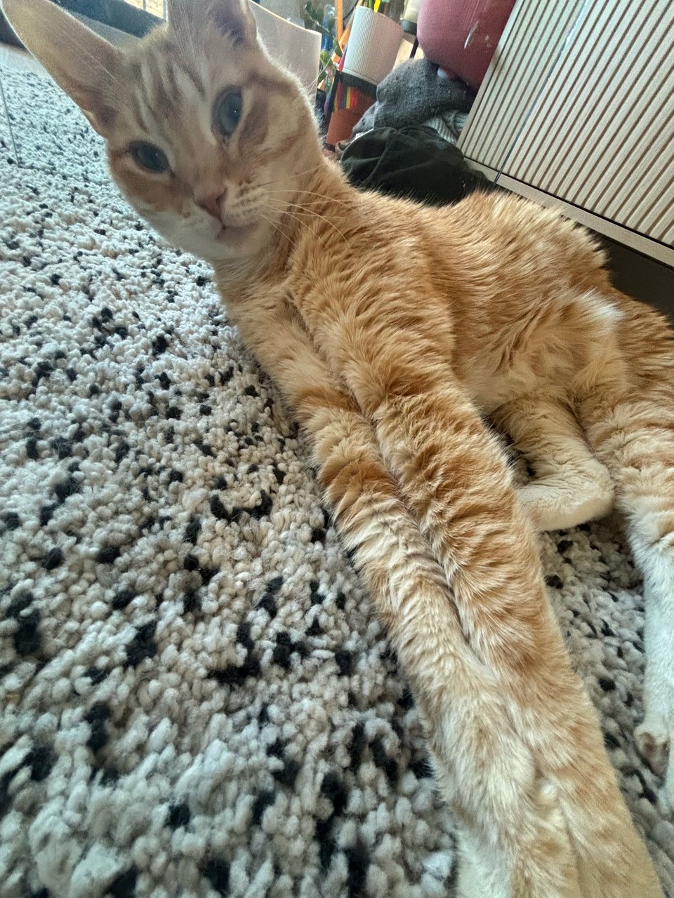 i made a tv for websites