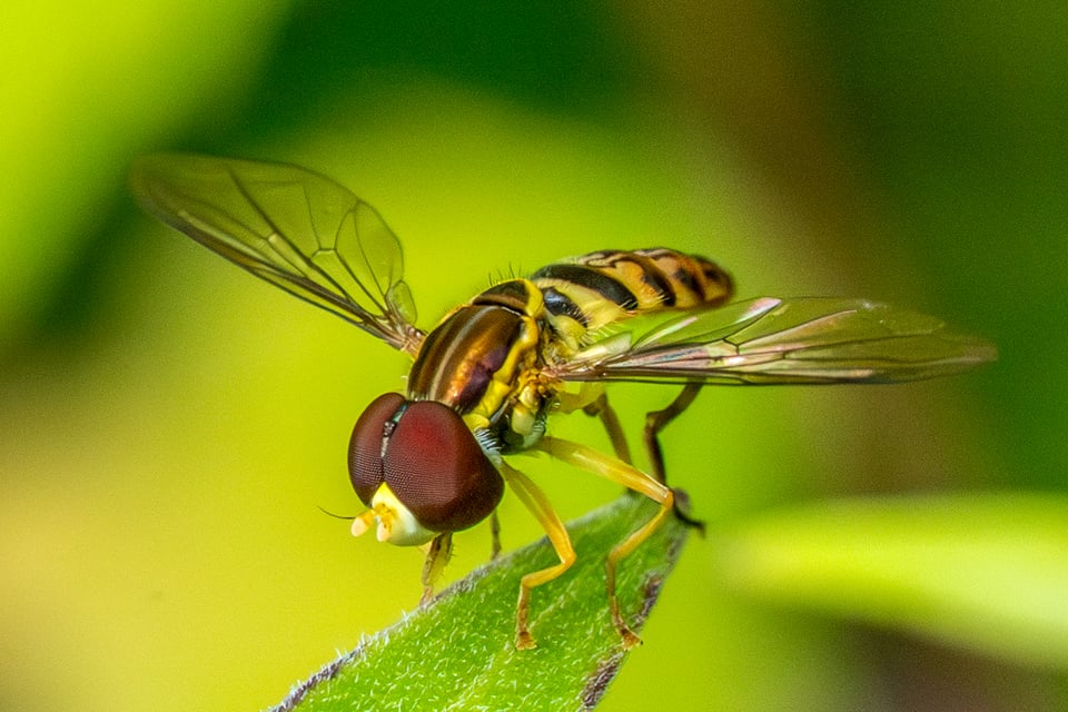 Amazing, astonishing, beautiful: An Eastern calligrapher, a species of hover fly, photographed at Frontenac State Park. The coloring is an example of Batesian mimicry with the stingless fly resembling the warning coloration of stinging bees and wasps. / Photograph by Earl Bye