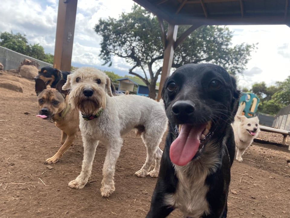 Photo of Finn, a white schnauzer, from the outdoor camp he attends now anda gain to get playtime with other dogs. In the foreground, a friendly black dog with tongue hanging out, behind him, Finn staring straight at the camera, as he does, and behind him a couple of smaller dogs looking ready to play. Off to the right, farther back, a sweet looking white Pomeranian type dog (not really a Pom) approaches, with a doggy smile.