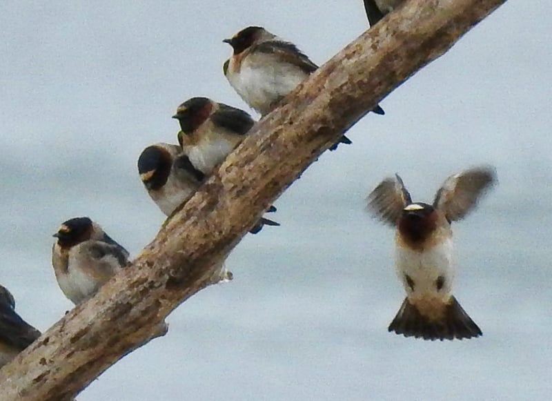 Look for these Cliff Swallows at the bridge over Wells Creek. / Photo by Janet Malotky