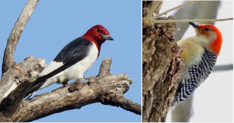 A Red-headed Woodpecker along the Sand Point Trail. / Photo by Janet Malotky