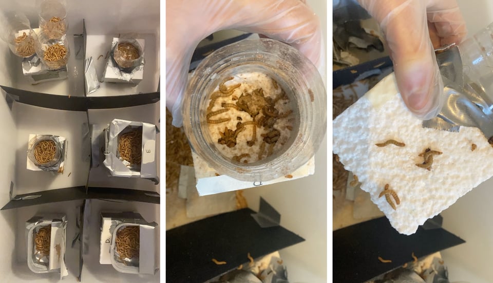 the biocrafting making process