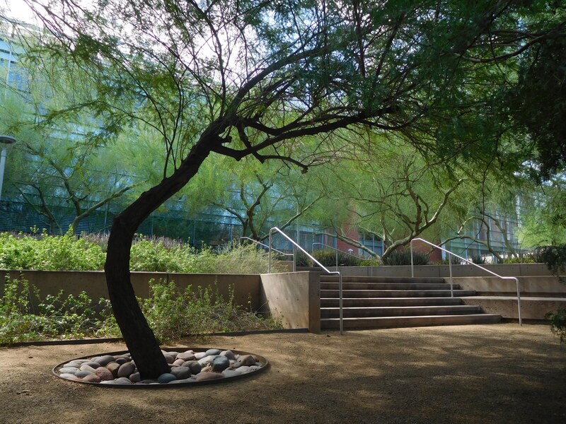 Winding desert trees surrounding a set of concrete steps outside of a modern-looking research building