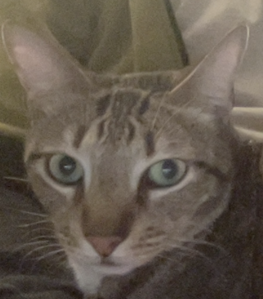 Identity and My Debut Novel