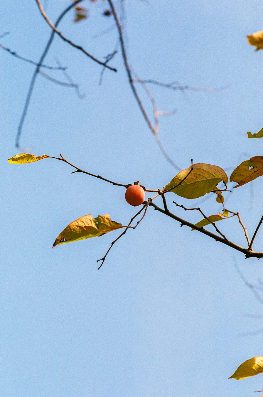 persimmon fruit