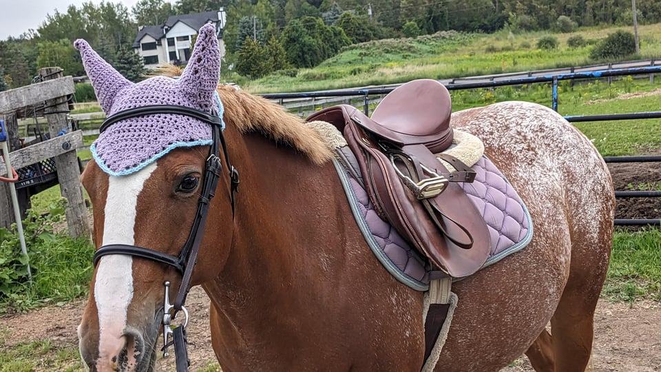 Photograph of a horse wearing a crocheted mauve hat covering both its ears