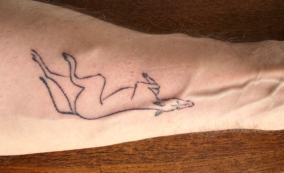 photo of a forearm with a tattoo of line-art of a greyhound flipped on its back