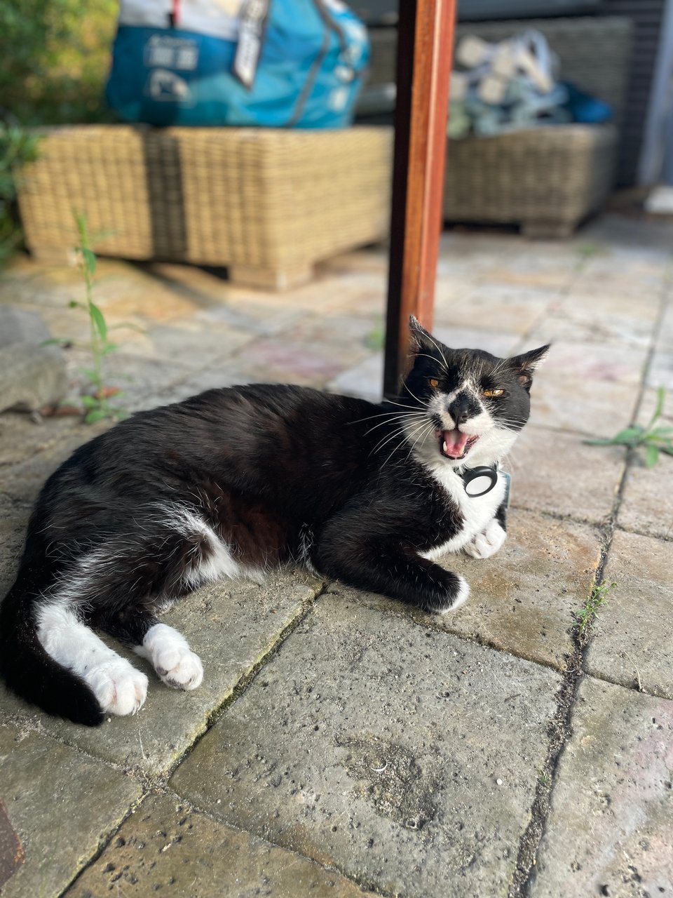 A tuxedo cat is lying on the tiled ground of a Dutch garden underneath a wooden table. He is meowing "fiercely".