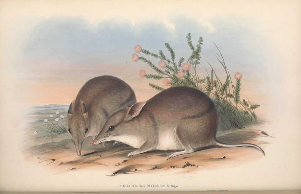 A illustration of two Australian south-western barred bandicoots with the latin name Perameles Myosurus that look like shrews. they have long noses whiskers tiny feet. they are on a sand bank. They are sadly extinct.