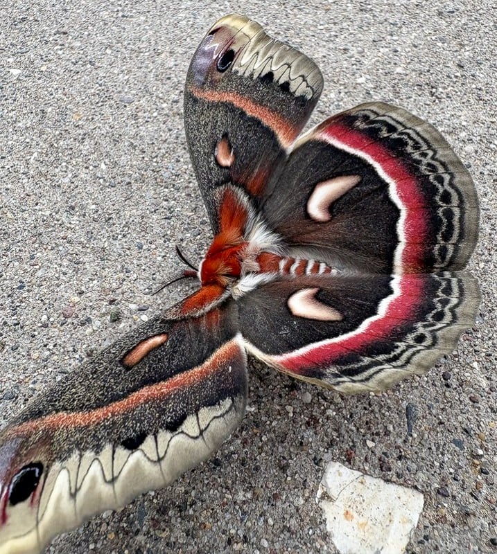 Frontenac State Park Association stalwart Wally Siewert took this photo of a beautiful cecropia moth, a giant silk moth with a stunning 5-inch wingspan and distinctive markings. It’s rare to see a cecropia moth, since they’re largely nocturnal and hide in shaded vegetation during the day. Cecropia moths emerge from their cocoons in late spring and early summer. We hope this one survived its pavement landing. / Photo by Wally Siewert