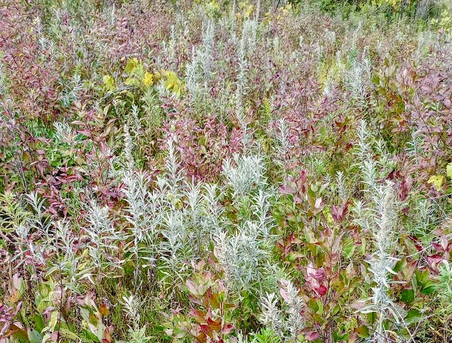 White sage (Artemisia ludoviciana) thrives in many sunny or dappled areas in our park. Crush a few of its silvery leaves between your fingers and inhale its rich scent, which will stay with you all day. / Photo by Jake Gaster
