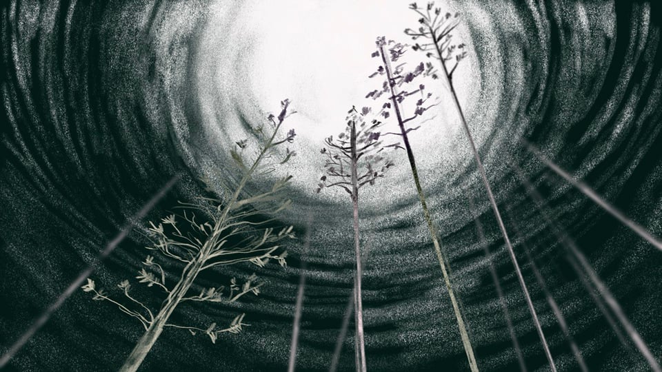 Kening Zhu's illustration of tall pine trees surrounding a bright, white sun.