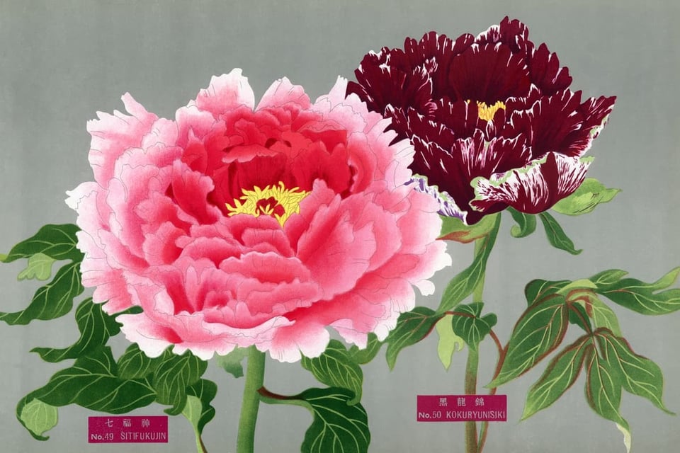 Classic print depicting two peony flowers in pink and fuchsia