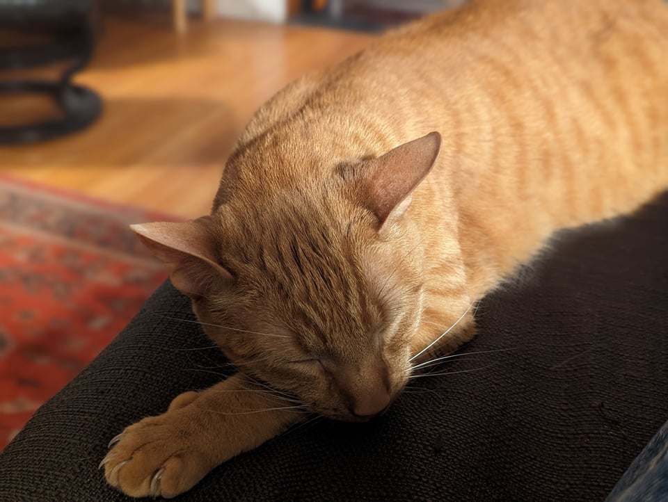 A striped cat snoozes with his chin on his stretched-out paw