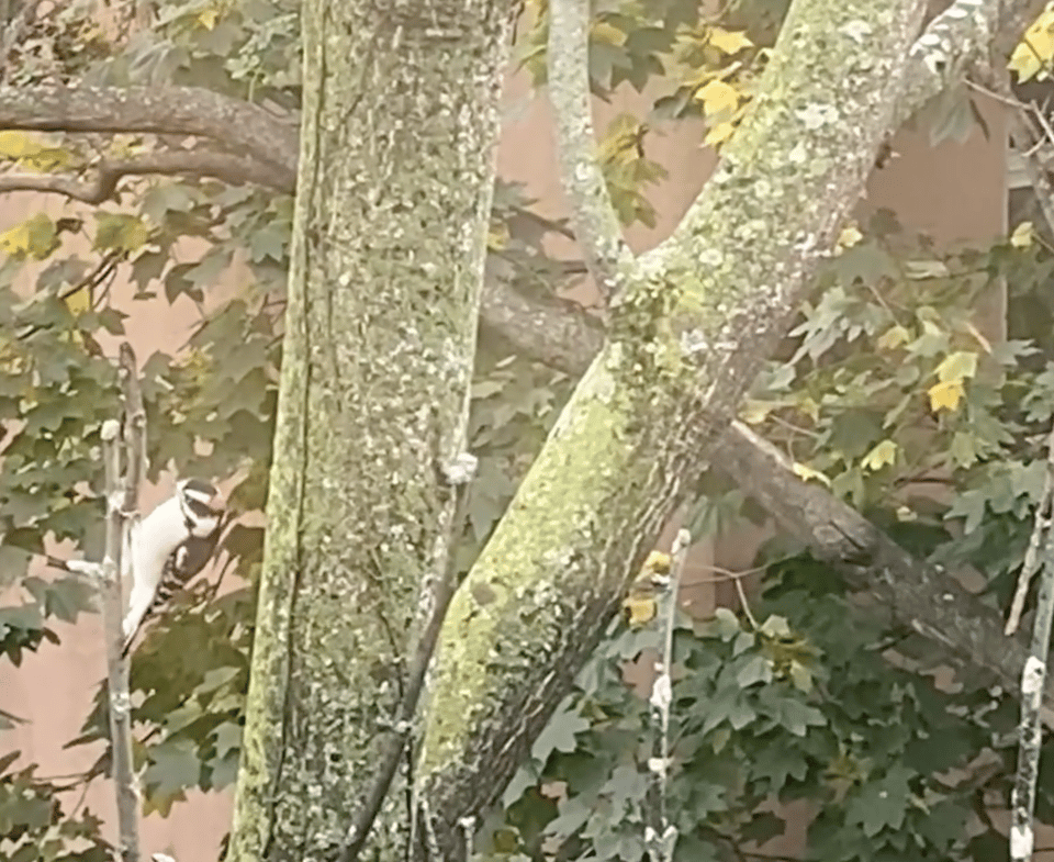 a screenshot of a video of a downy woodpecker pecking at a branch