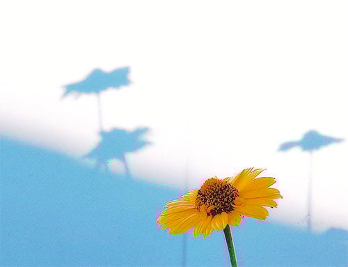 yellow flower with white background and flower shadows