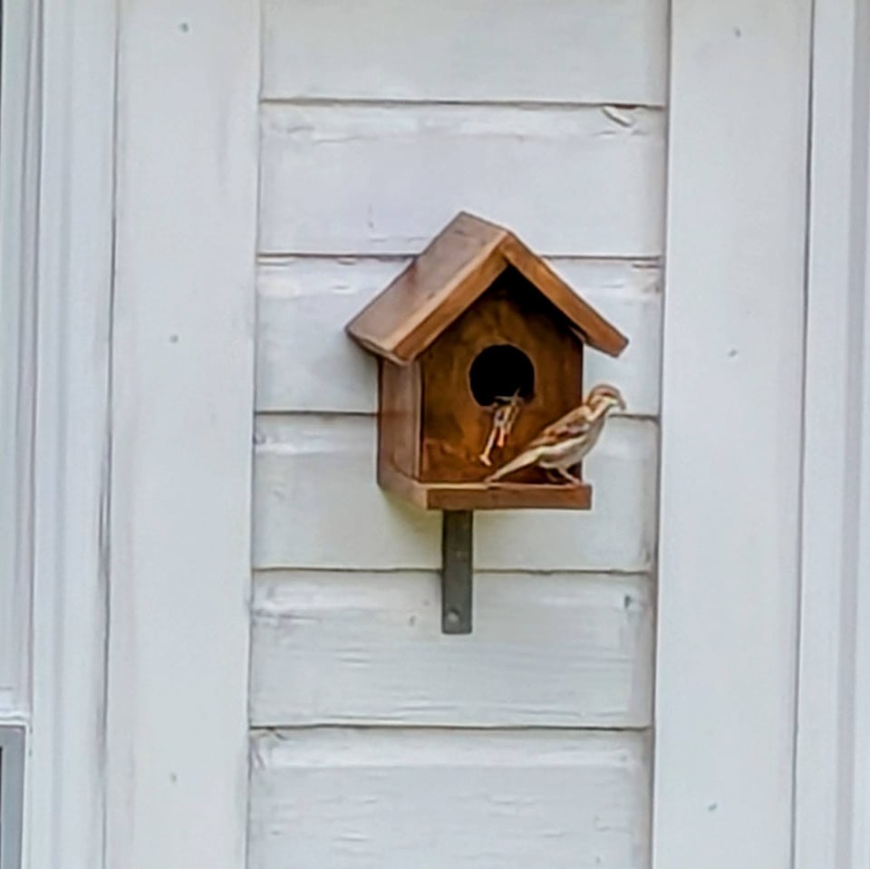 A sparrow sits on the ledge of our birdhouse with some grass in its beak.