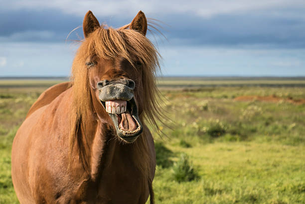 A gurning horse