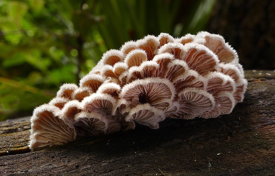 A pink mushroom growing on a piece of wood, seen from below so you can see all the beautiful gills