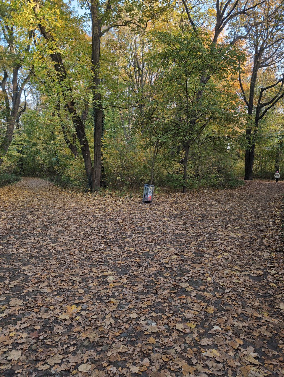 A fork in a dirt walking path covered in fallen leaves. There is a trash can at the junction. The sun filters through the upper branches, highlighting the yellow leaves among the green ones. The ground level is in shade.