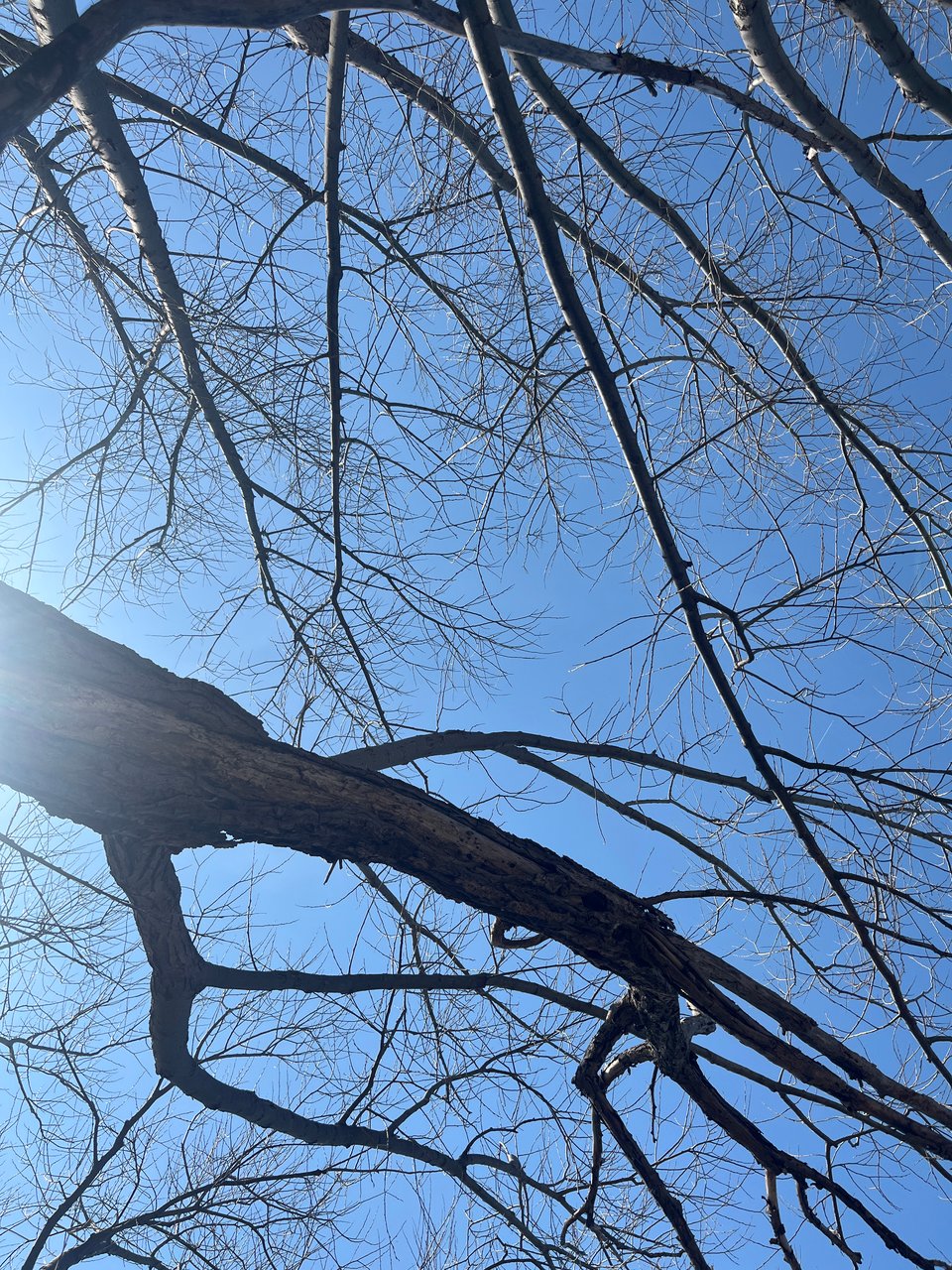 web of tree branches shot from below in clear blue sky with sun brightening the left edge of the shot