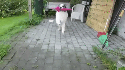 shepherd dog skipping