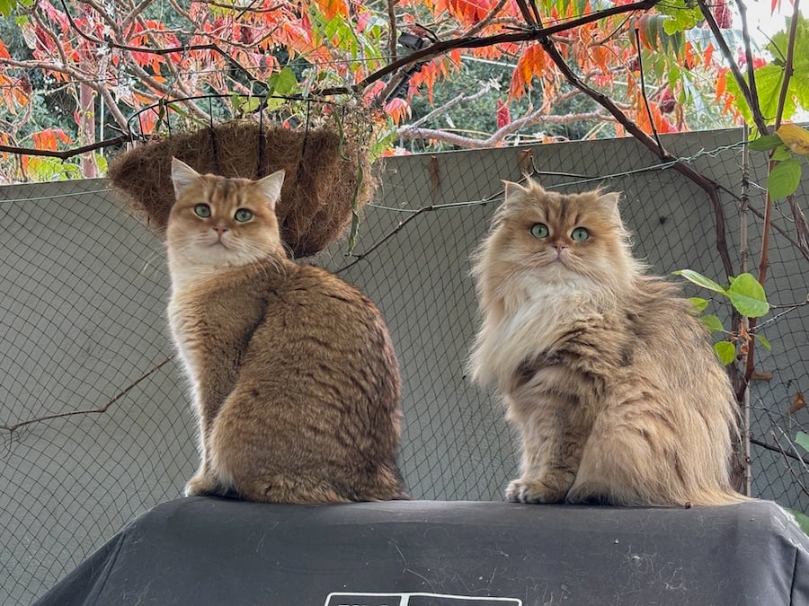 two orange cats; one has short hair, and the other long; they are sitting on a barbecue in identical poses, and they are looking in the same direction, and are perfect