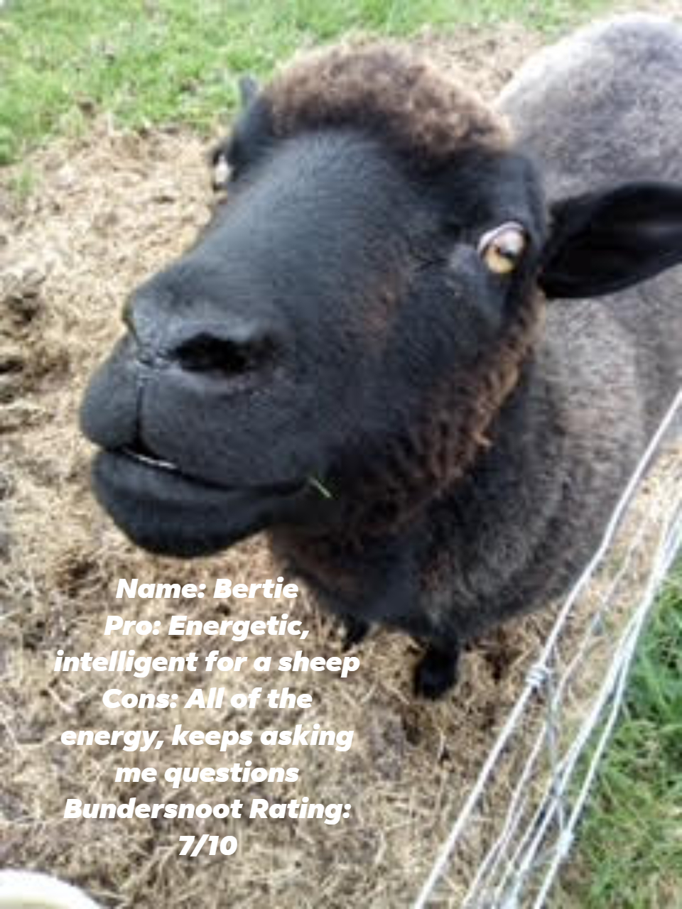 Picture of a black sheep with the following text: Name: Bertie Pros: Energetic, intelligent for a sheep Cons: All of the energy, keeps asking me questions Bundersnoot Rating: 7/10